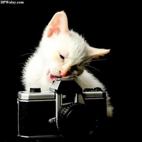 a white kitten is sitting on top of a camera kitty images for dp
