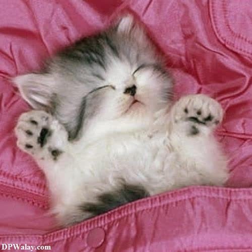 cat dp for whatsapp - a kitten is laying on its back on a pink blanket