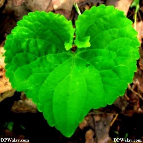 a green leaf with a heart shaped leaf images by DPwalay