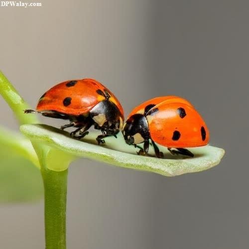 two ladybugs on a leaf 