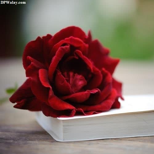 love dp - a red rose sitting on top of a book