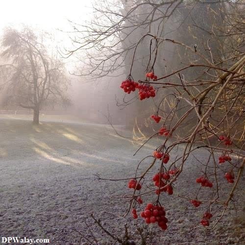 a frosty morning in the park-hR28 images by DPwalay