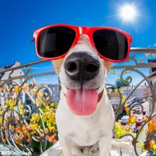 a dog wearing sunglasses and sticking his tongue images by DPwalay