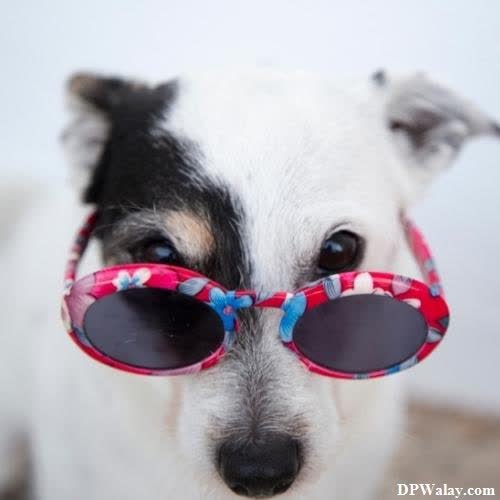 a dog wearing sunglasses with a white background most beautiful dp for whatsapp 