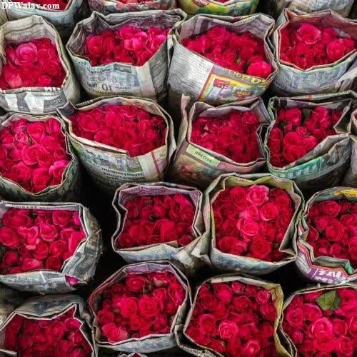 a bunch of red roses in a pile