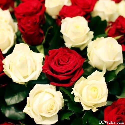 a bunch of red and white roses