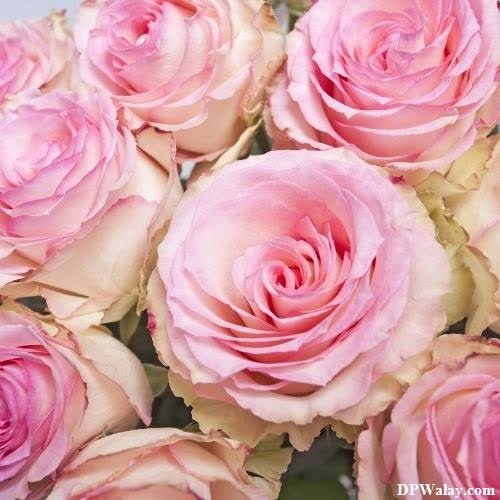 rose images dp - a bunch of pink roses in a vase