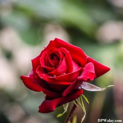 a red rose with water droplets on it-DQSw rose flower images for whatsapp dp