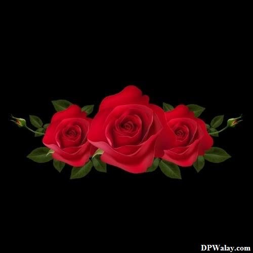 a bunch of red roses on a black background-JRZ1