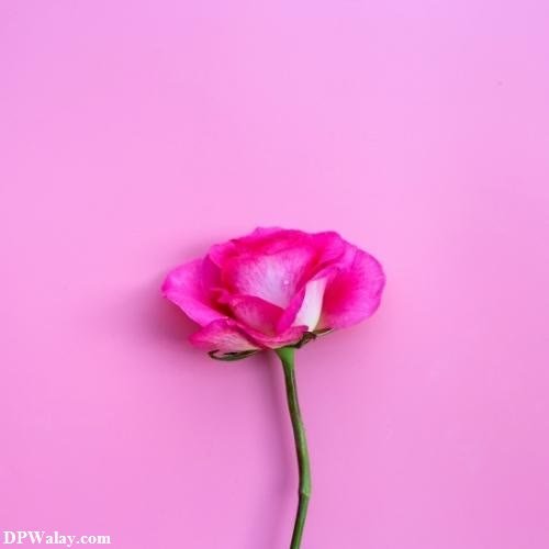 rose images dp - a pink flower on a pink background