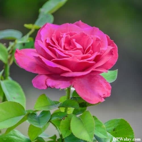 a pink rose with green leaves-lkDh