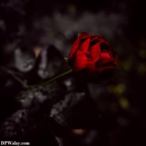 rose images dp - a single red rose in the dark-i8Ci