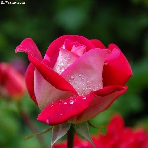 rose images dp - a red rose with water droplets on it-MThj