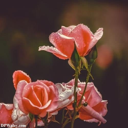 a bunch of pink roses with water droplets on them images by DPwalay