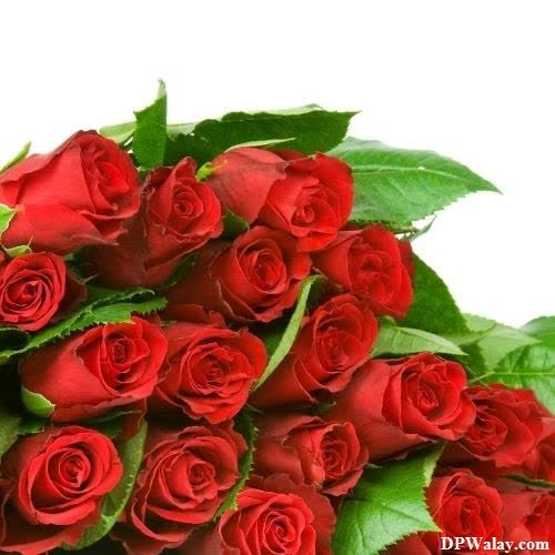 a bouquet of red roses rose images for whatsapp dp 