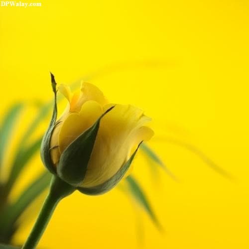 a yellow flower with a quote on it 