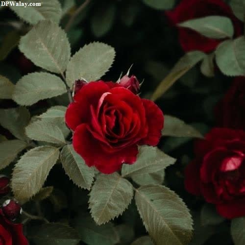 a bunch of red roses with green leaves rose images for whatsapp dp