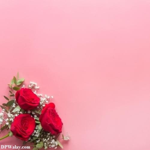 red roses on a pink background