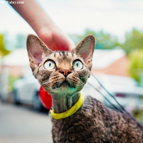 unique dp for whatsapp - a cat with a yellow collar is being held by a person