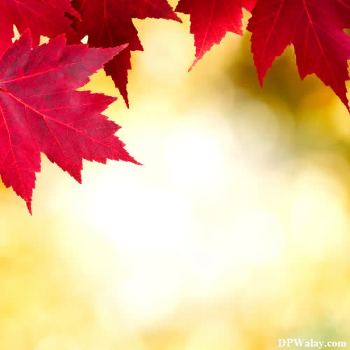 red maple leaves images by DPwalay