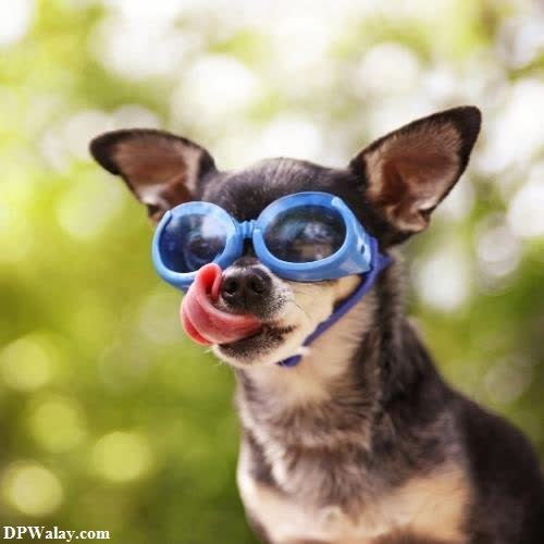 a small dog wearing sunglasses and sticking his tongue