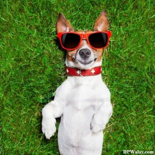 a dog wearing sunglasses and a red collar