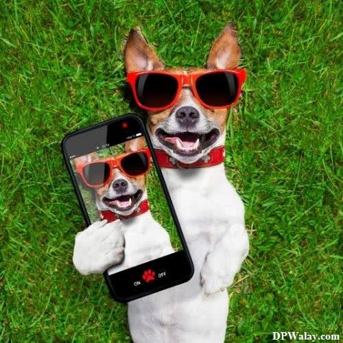 unique dp for whatsapp - two dogs wearing sunglasses and holding up their cell phones