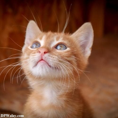 a small orange kitten with blue eyes looking up