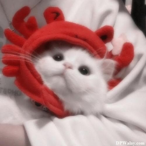 a cat wearing a lobster hat on its head images by DPwalay