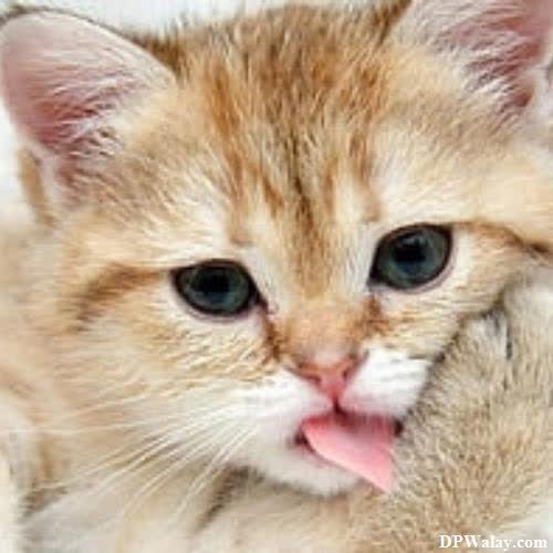 a small kitten with its tongue sticking out whatsapp dp cat 