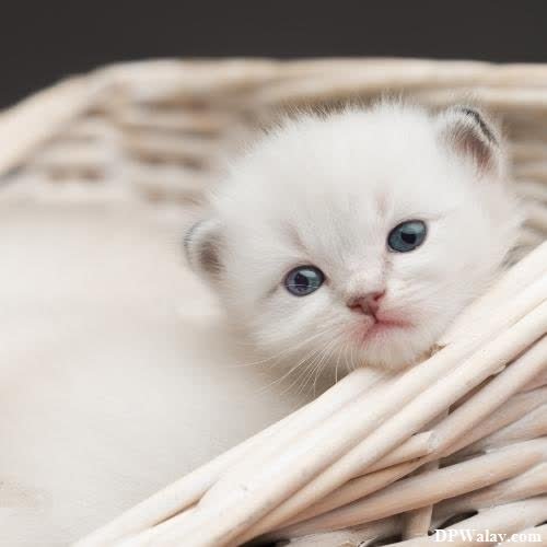 a white kitten sitting in a basket 