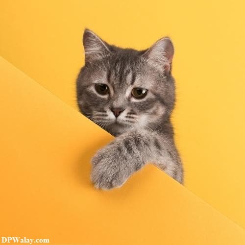 a kitten peeking out of a yellow wall images by DPwalay