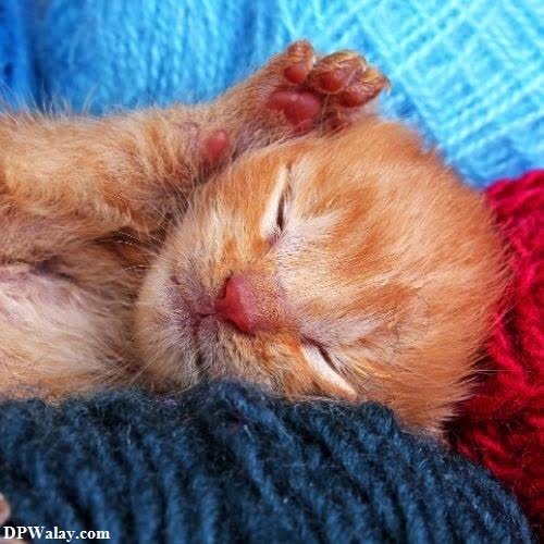 a small kitten sleeping on top of a blanket whatsapp dp cat
