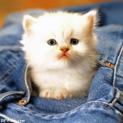 a small white kitten sitting in a pair of jeans