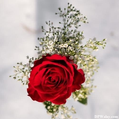 a red rose with white flowers in it-E8GW whatsapp dp rose images 