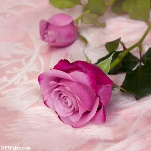 a pink rose on a pink background