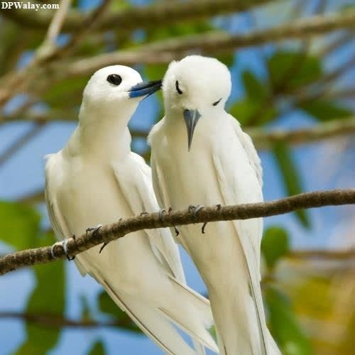 two white birds sitting on a branch whatsapp wallpaper love