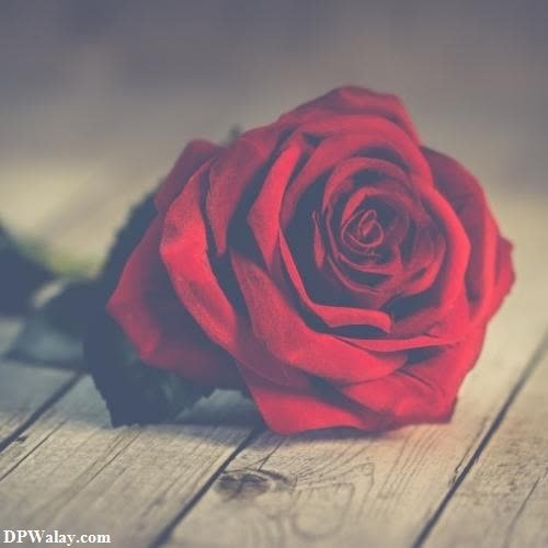 love dp - a red rose on a wooden table