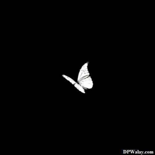 a white butterfly flying in the dark images by DPwalay