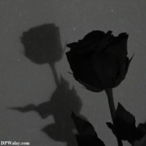 a shadow of a rose on a wall