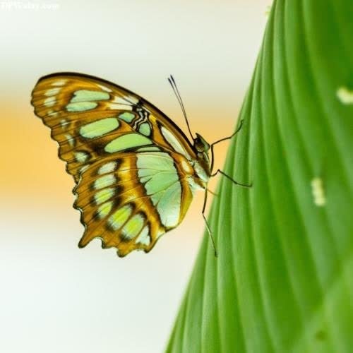 a butterfly on a leaf images by DPwalay
