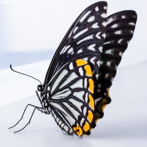 Butterfly DP - a butterfly with black and white wings on a white surface