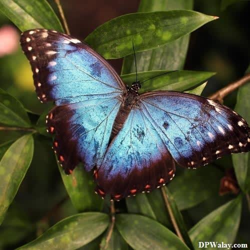 a blue butterfly sitting on a green leaf-4lMs butterfly dp for whatsapp