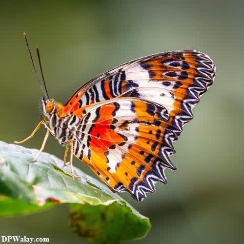 Butterfly DP - a butterfly with orange and black wings sitting on a leaf