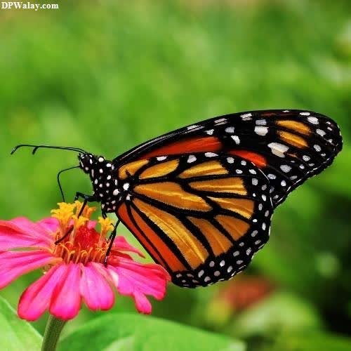 a butterfly on a flower with a quote images by DPwalay