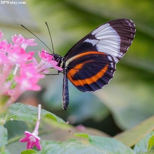a butterfly on a flower-ZNUX butterfly images for dp 