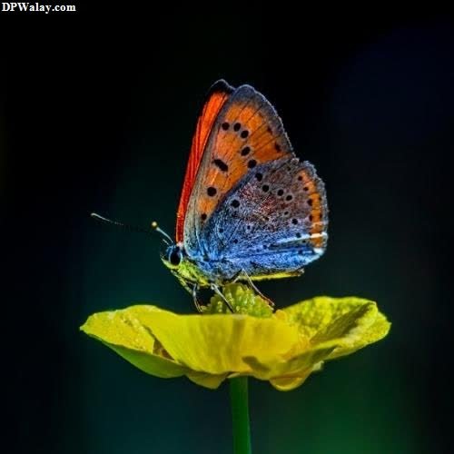 Butterfly DP - a butterfly on a flower-dnvz