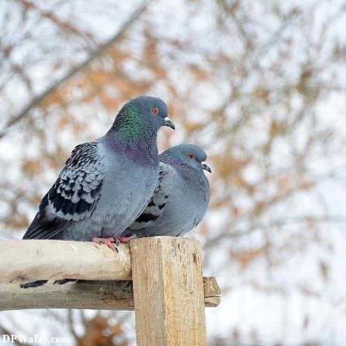 two pigeons sitting on a fence in the snow 