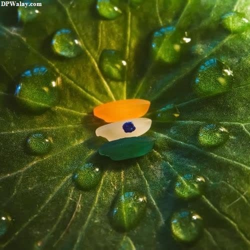 Indian Flag DP - a green leaf with water droplets on it