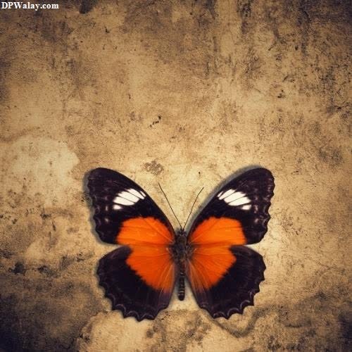 a butterfly with orange and black wings princess butterfly dp for whatsapp 